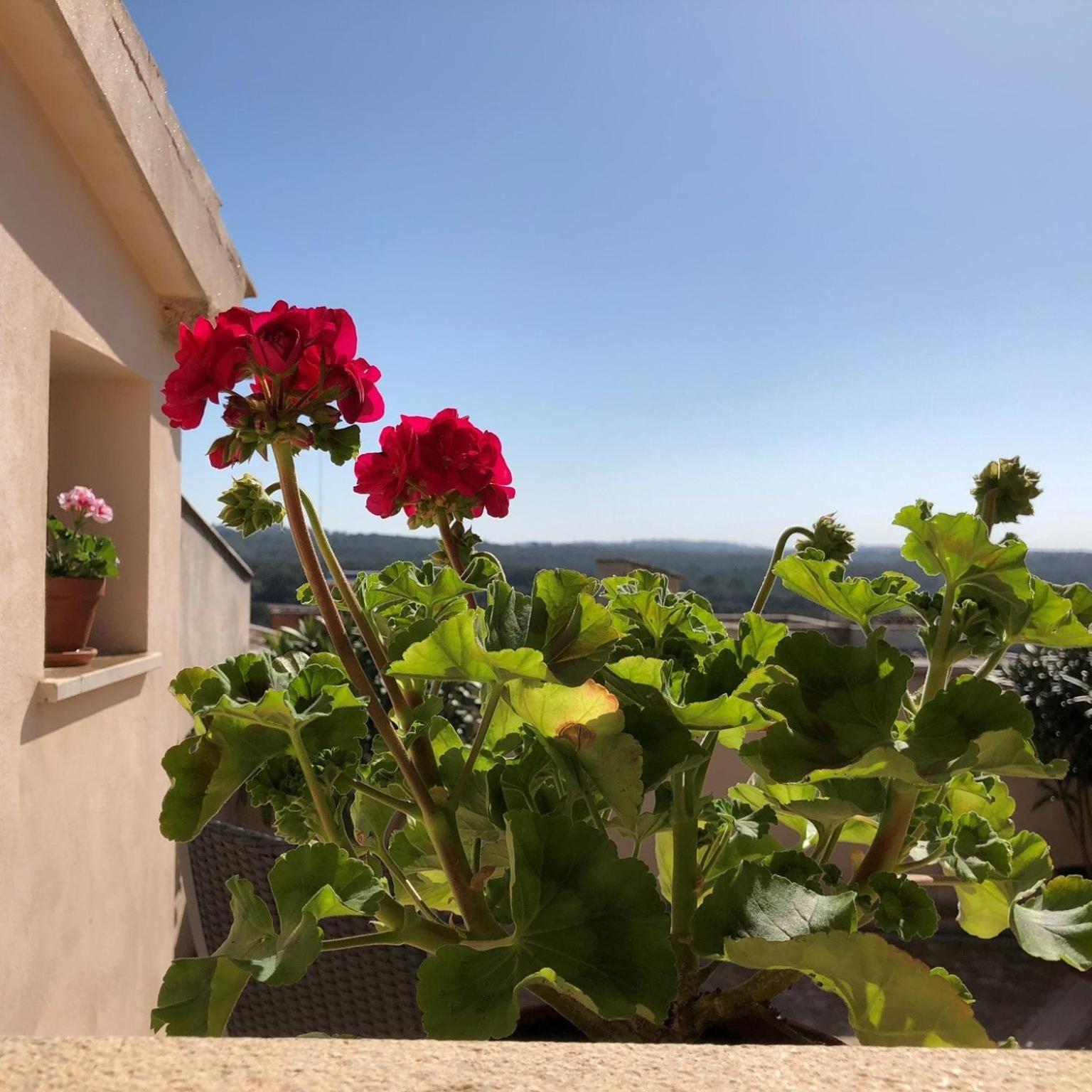 Vista De La Vila - Turismo De Interior. Llubí Стая снимка